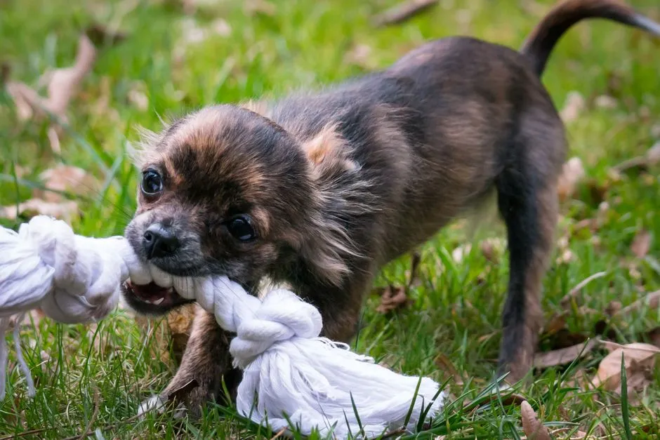 Benebone vs Nylabone: Flavor, Hardness, and Safety Compared