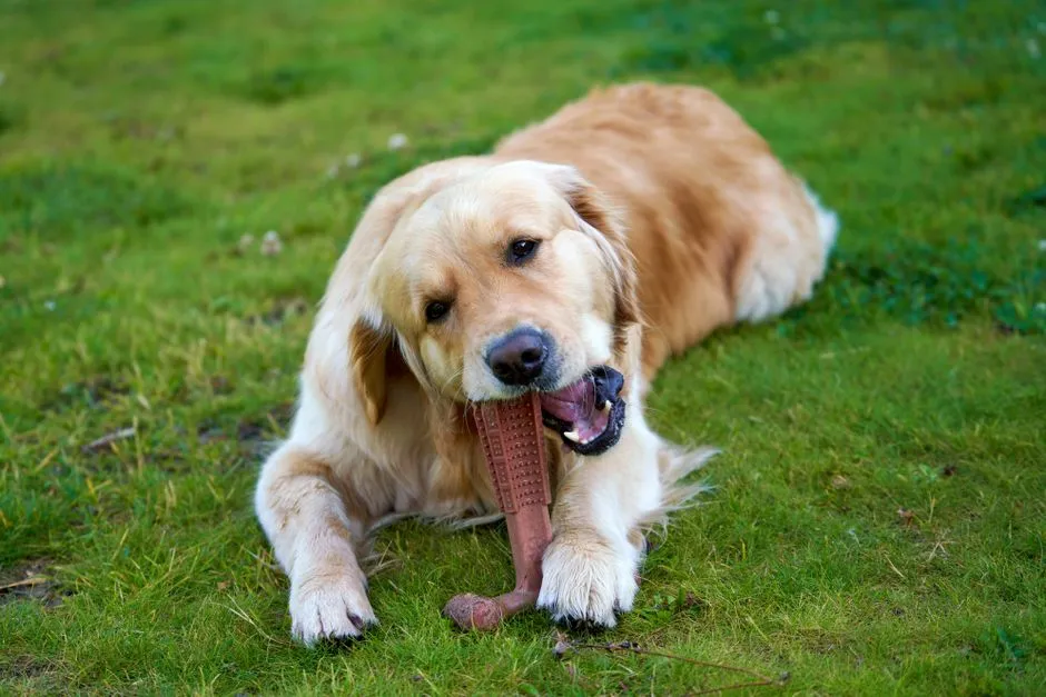 When to Throw Away a Dog Toy: Damage Signs Owners Miss