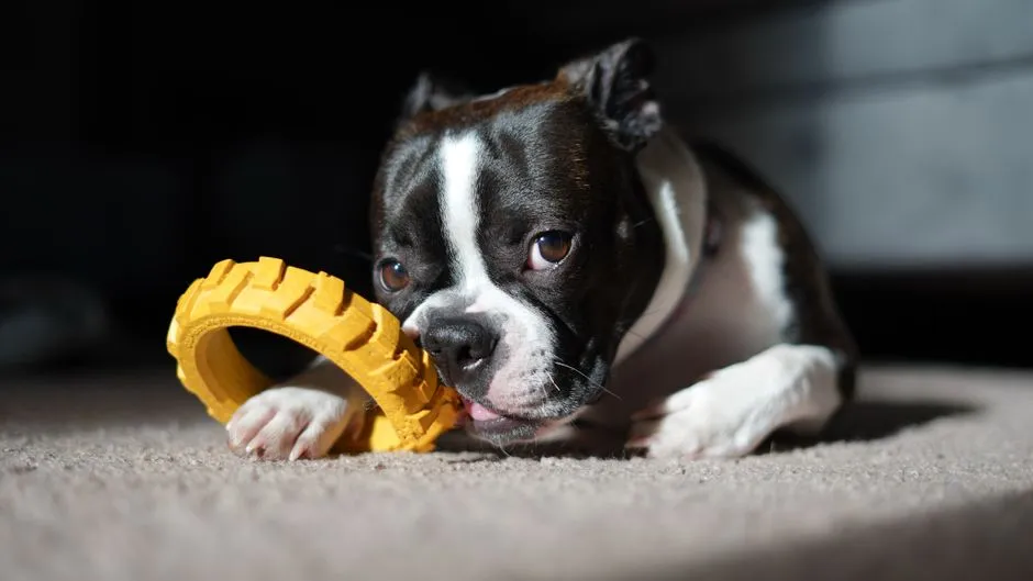How to Clean Dog Toys: Rubber, Nylon, Rope, and Plush, Step by Step