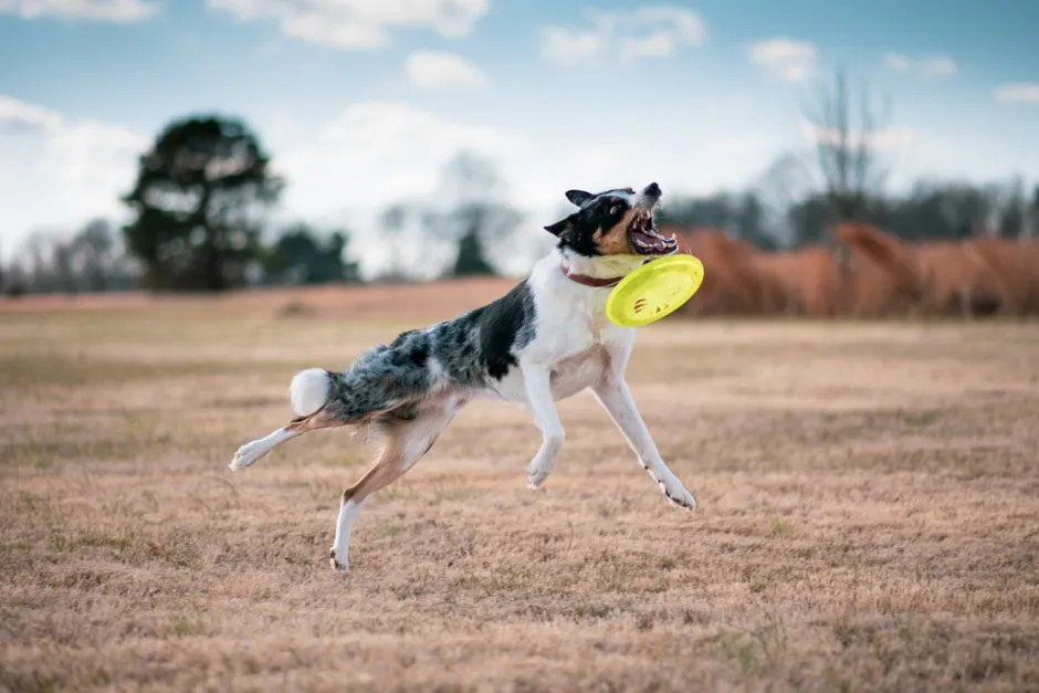 Best Floating Dog Toys for Water Play That Survive Chewers