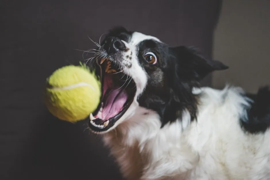 Safe Dog Toy Materials: What to Inspect